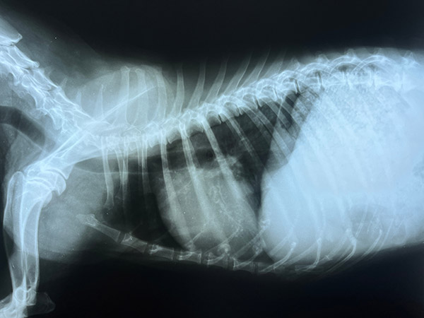 X-ray,Dog,Chest,Found,A,Dilatation,Of,The,Heart.