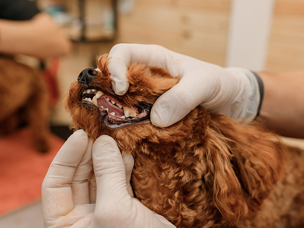 Professional,Man,Veterinarian,Dentist,Doing,Procedure,Of,Professional,Teeth,Cleaning