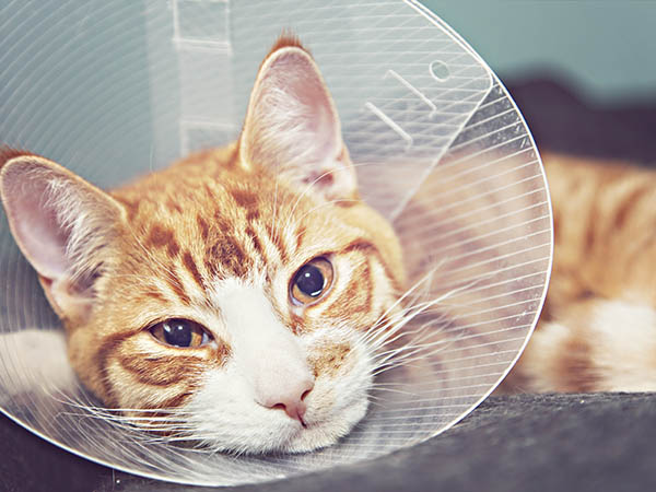 Image,Of,Orange,Cat,With,Veterinairy,Cone,On,Its,Head,
