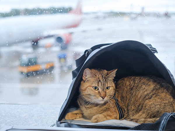 A,Cute,Domestic,Cat,Sits,In,A,Carrier,Bag,On